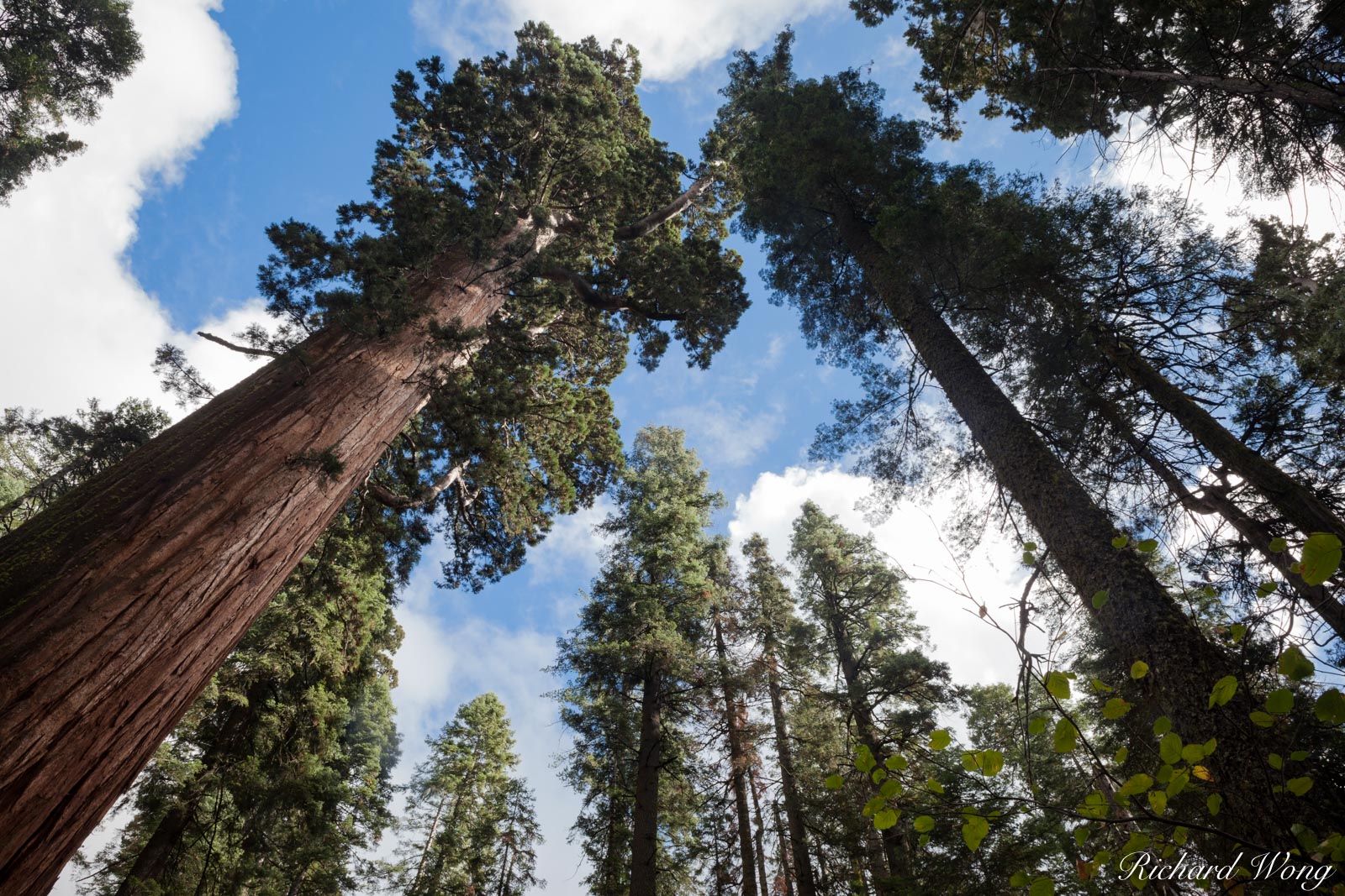 Giant Sequoia Trees, Calaveras Big Trees State Park, California