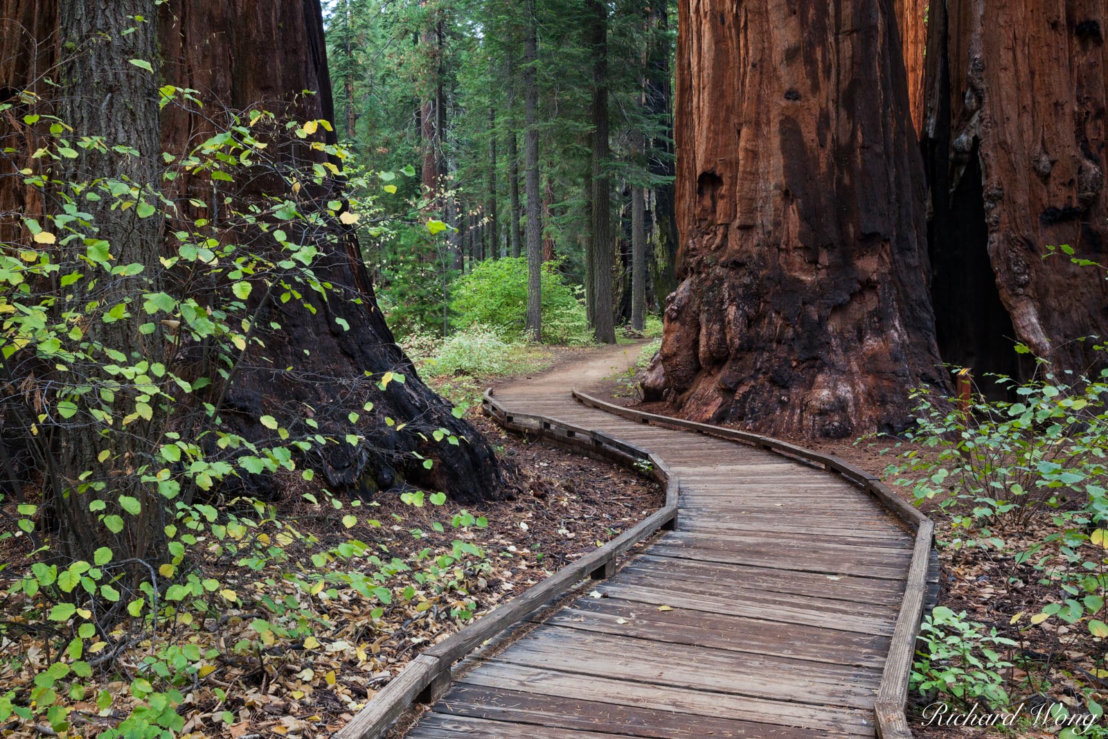 North Grove Trail, Calaveras Big Trees State Park, California