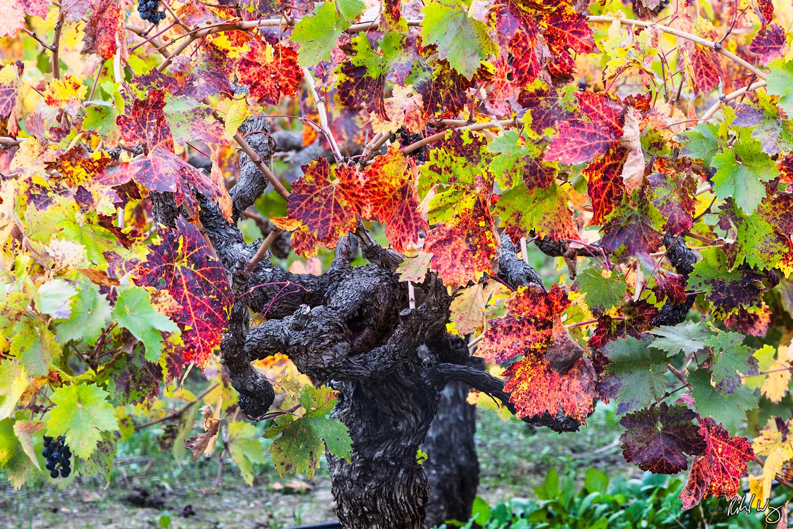 Old Grapevine and Fall Foliage, Napa Valley, California﻿, photo