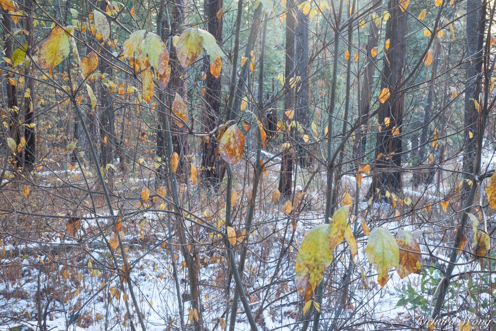 Black Oak Trees in Fog After Spring Snowstorm, Yosemite National Park, California