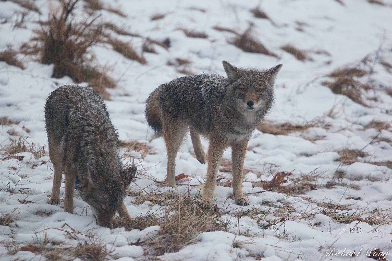 Two Coyotes in December Snowstorm at Cooks Meadow, Yosemite National Park, California