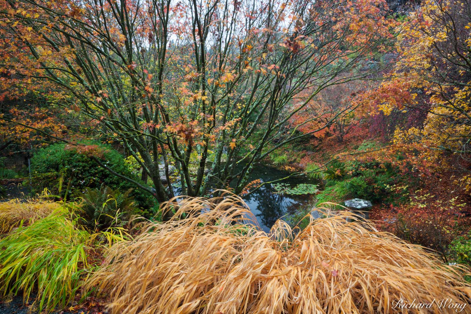 Asian Garden at UC Berkeley Botanical Garden, Berkeley, California