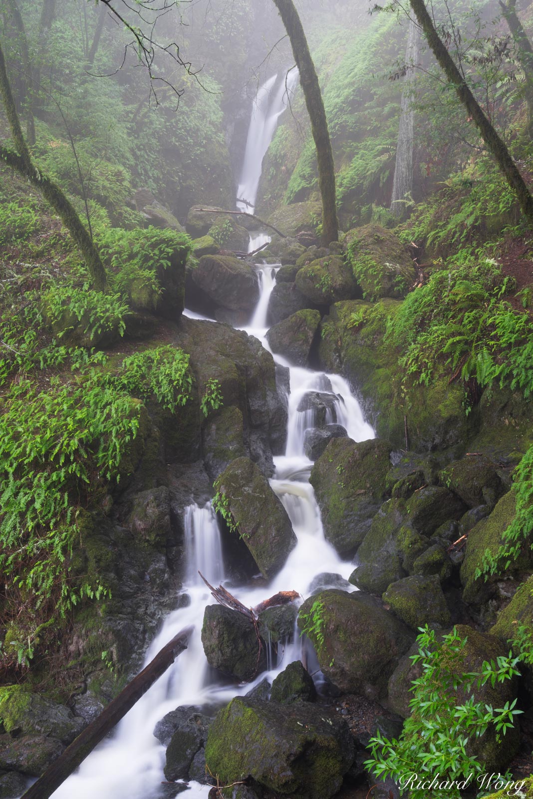 Cataract Falls in Fog / Mount Tamalpais Watershed, Marin County, California