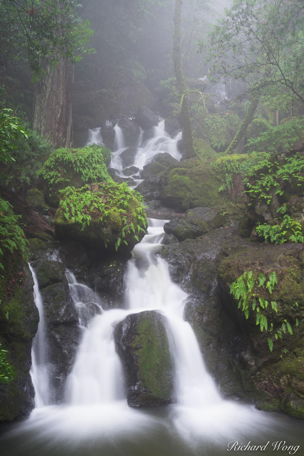Foggy Morning at Cataract Falls / Mount Tamalpais Watershed, Marin County, California