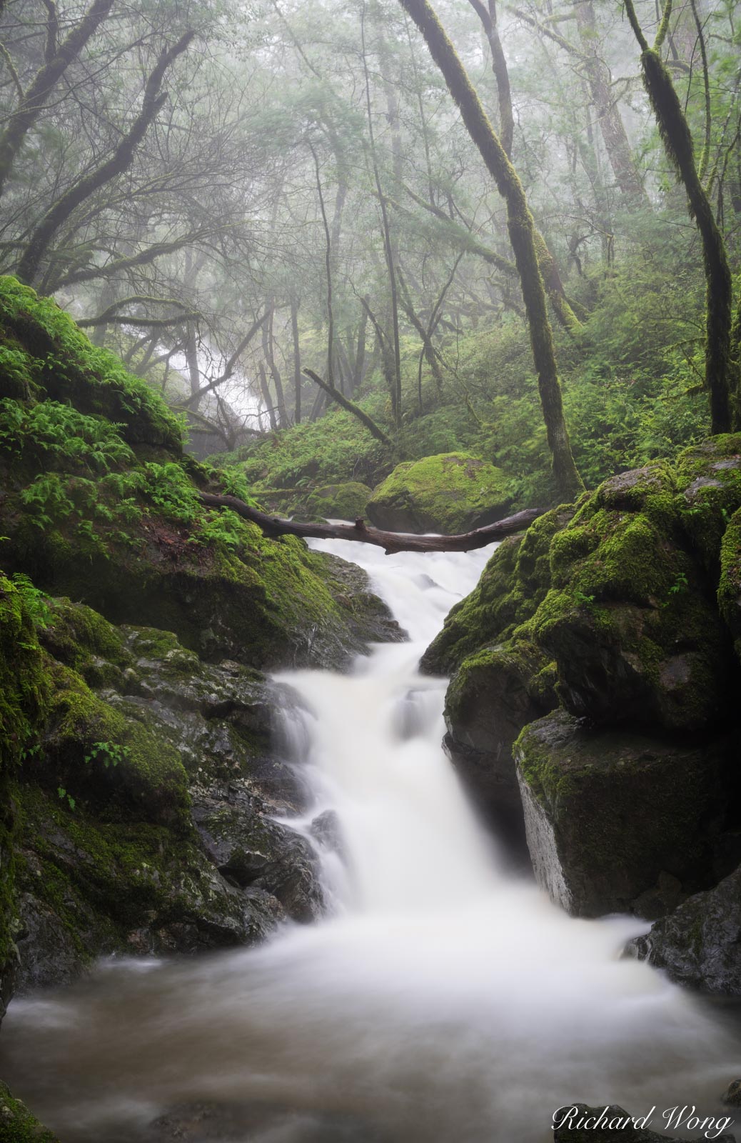 Cataract Creek Under Thick Forest in Mount Tamalpais Watershed, Marin County, California