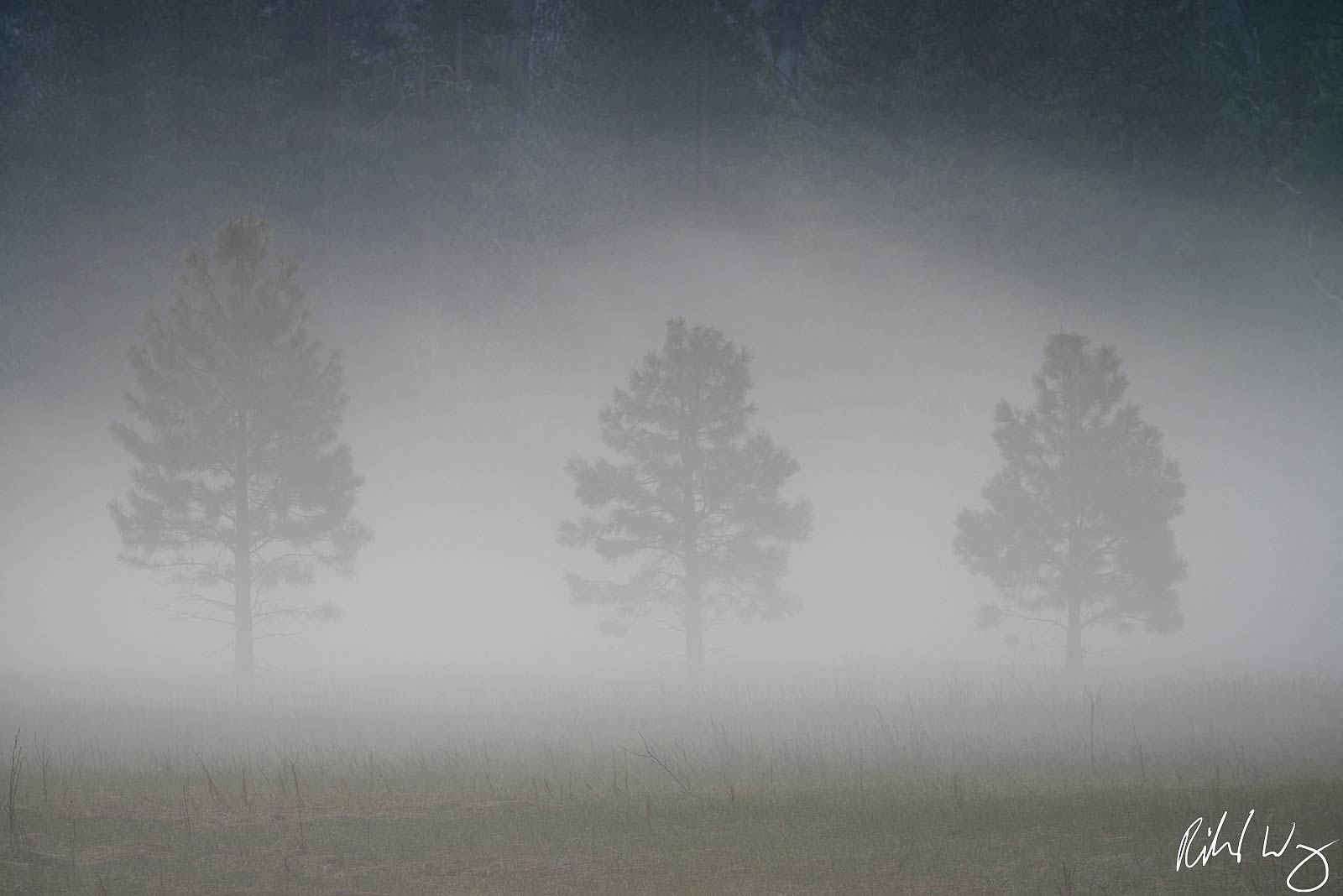 Three Trees in Fog, Yosemite