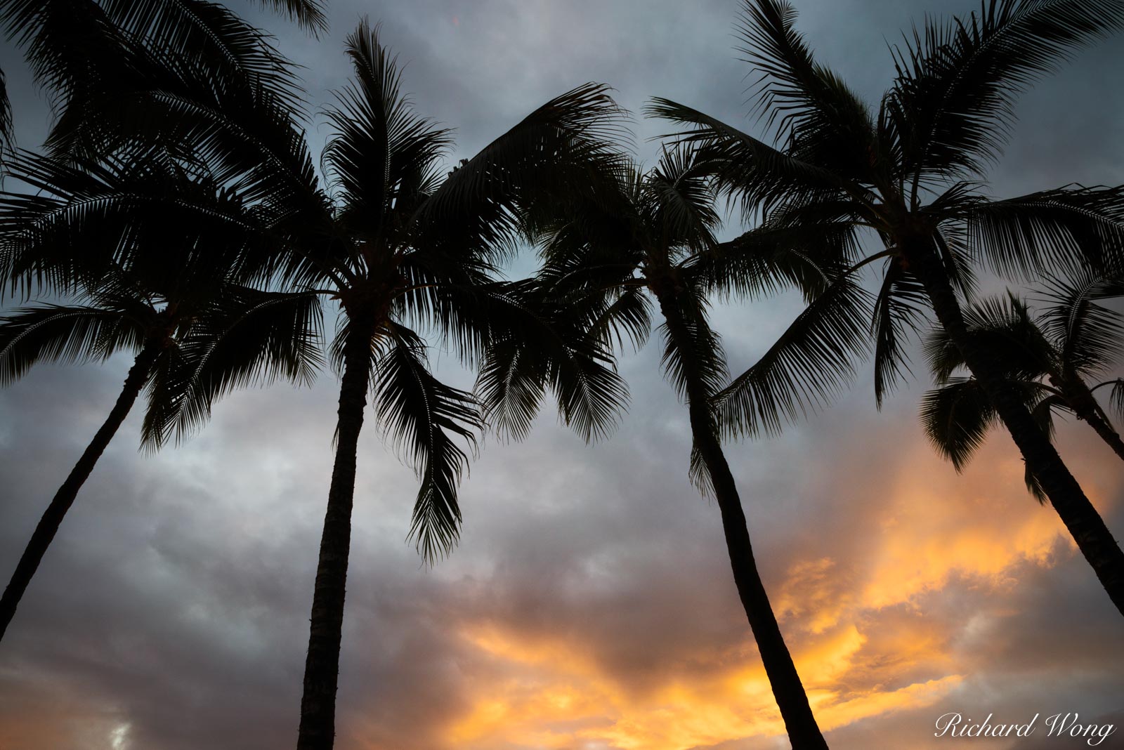 Palm Trees & Sunset at Waikiki Beach, Honolulu, Oahu, Hawaii