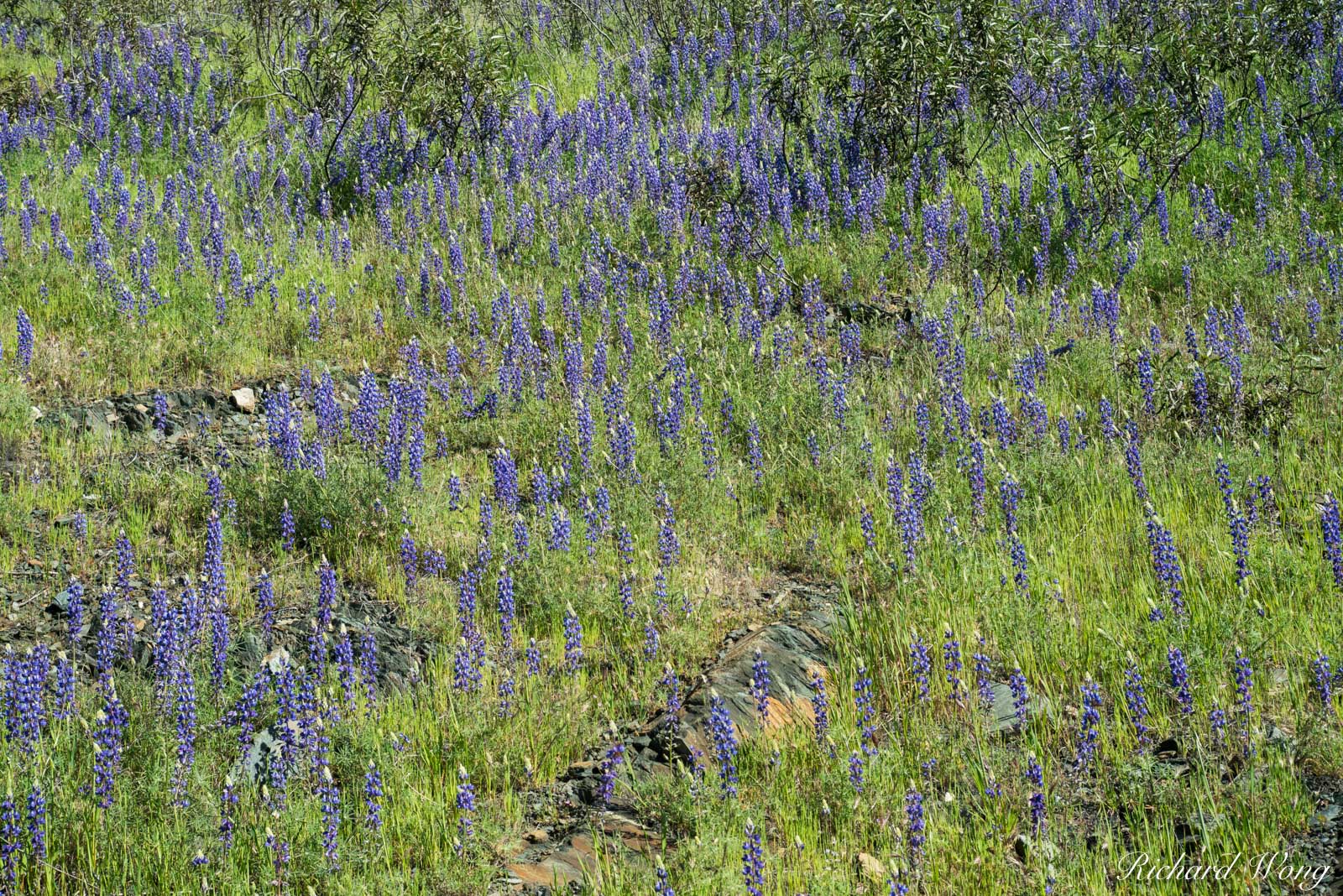 Lupine Spring Wildflowers, Tuolumne County, California