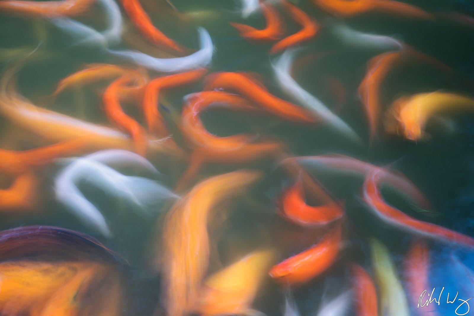 Byodo-In Koi, oahu, hawaii, fish, abstract, photo