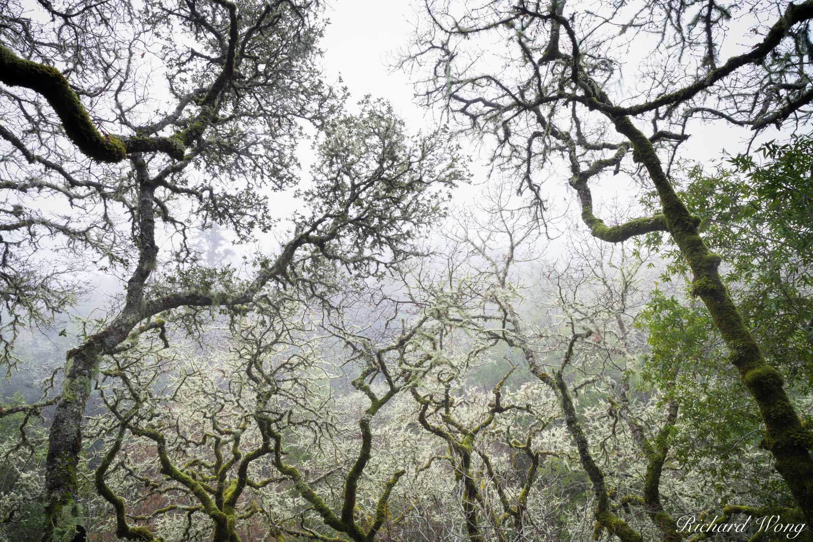 Twisted Tree Branches in Fog, Marin County, California, photo