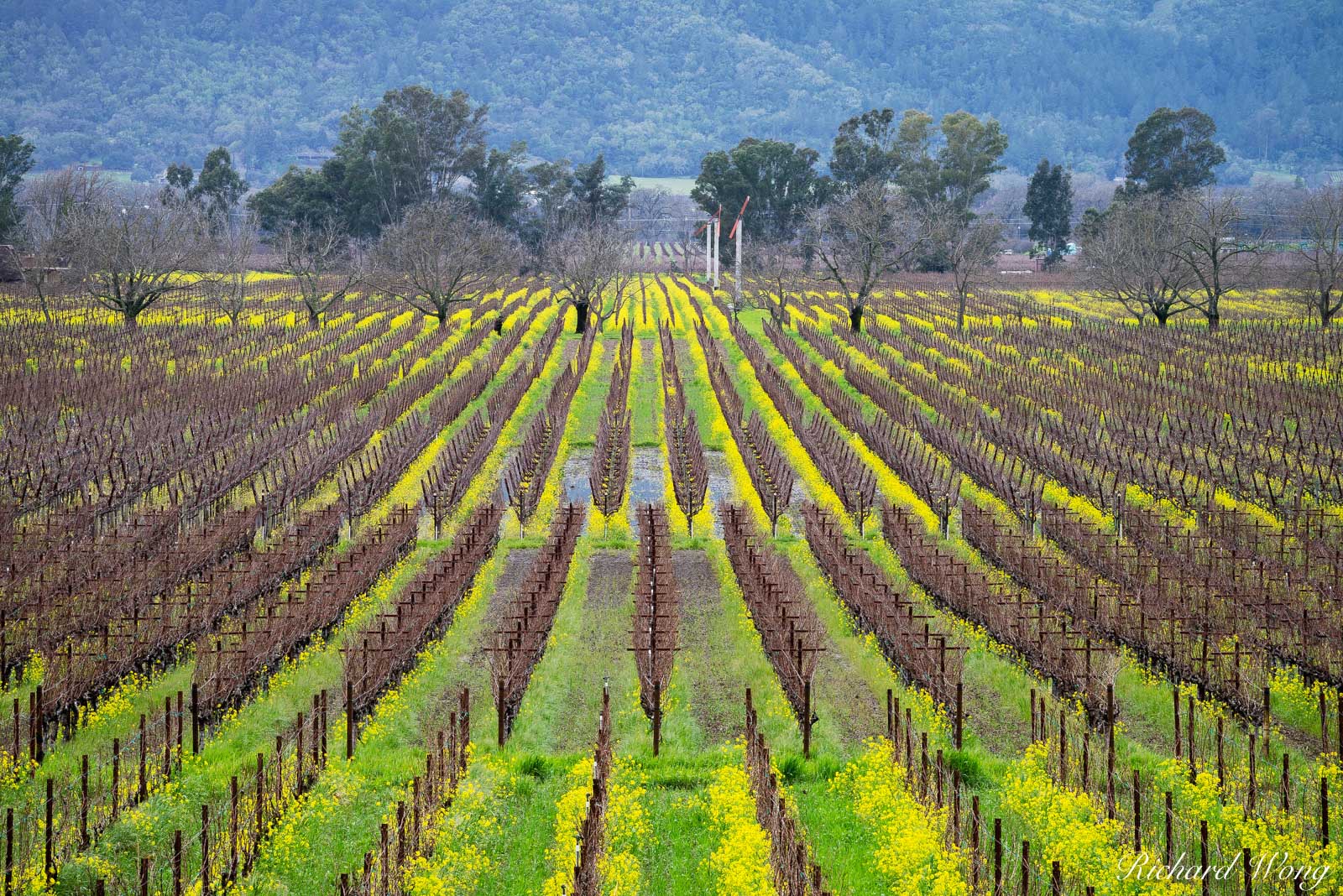 Napa Vineyards in Winter | Napa Valley, California | Richard Wong Photography