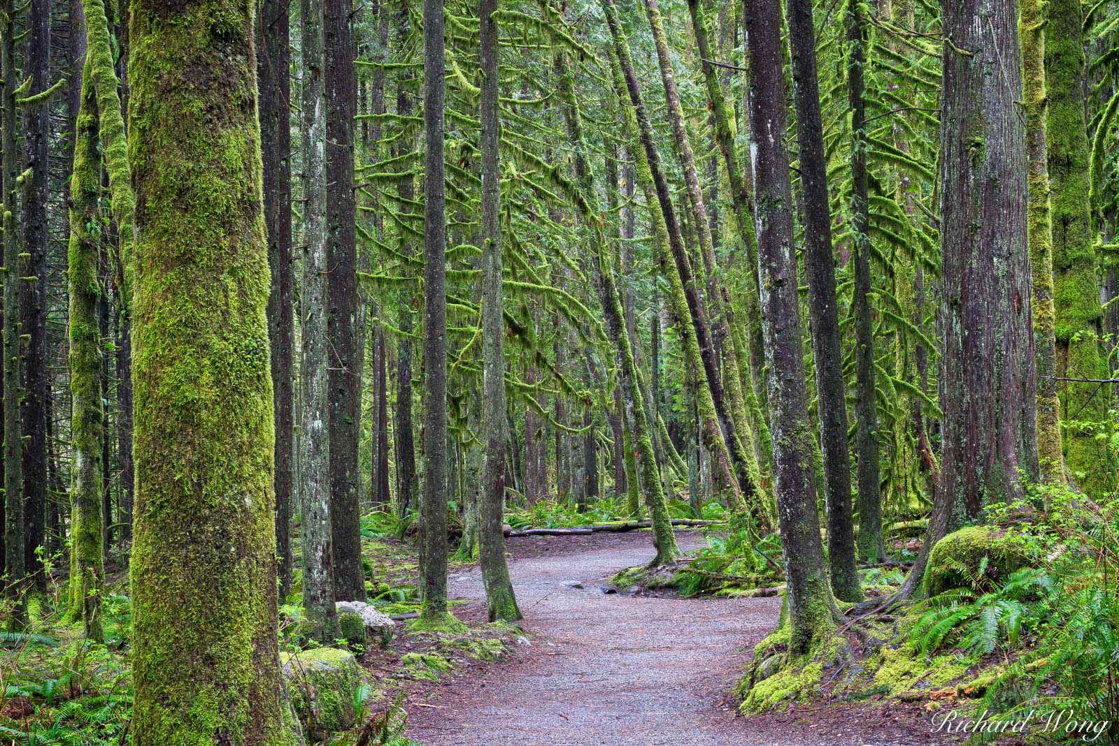 Capilano River Regional Park Hiking Trail, North Vancouver, B.C., Canada, photo