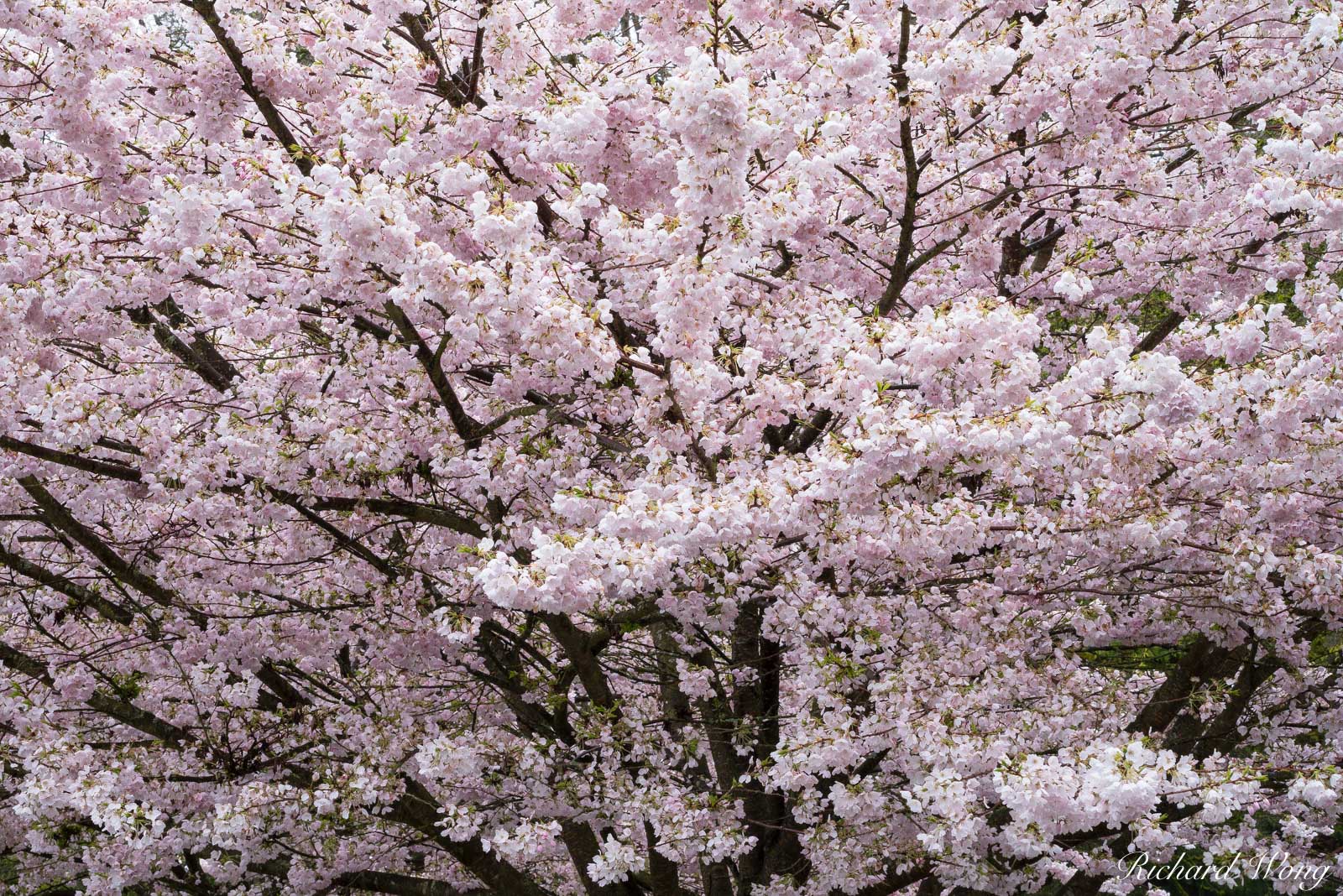 Stanley Park Cherry Tree Blossoms, Vancouver, B.C., Canada, photo