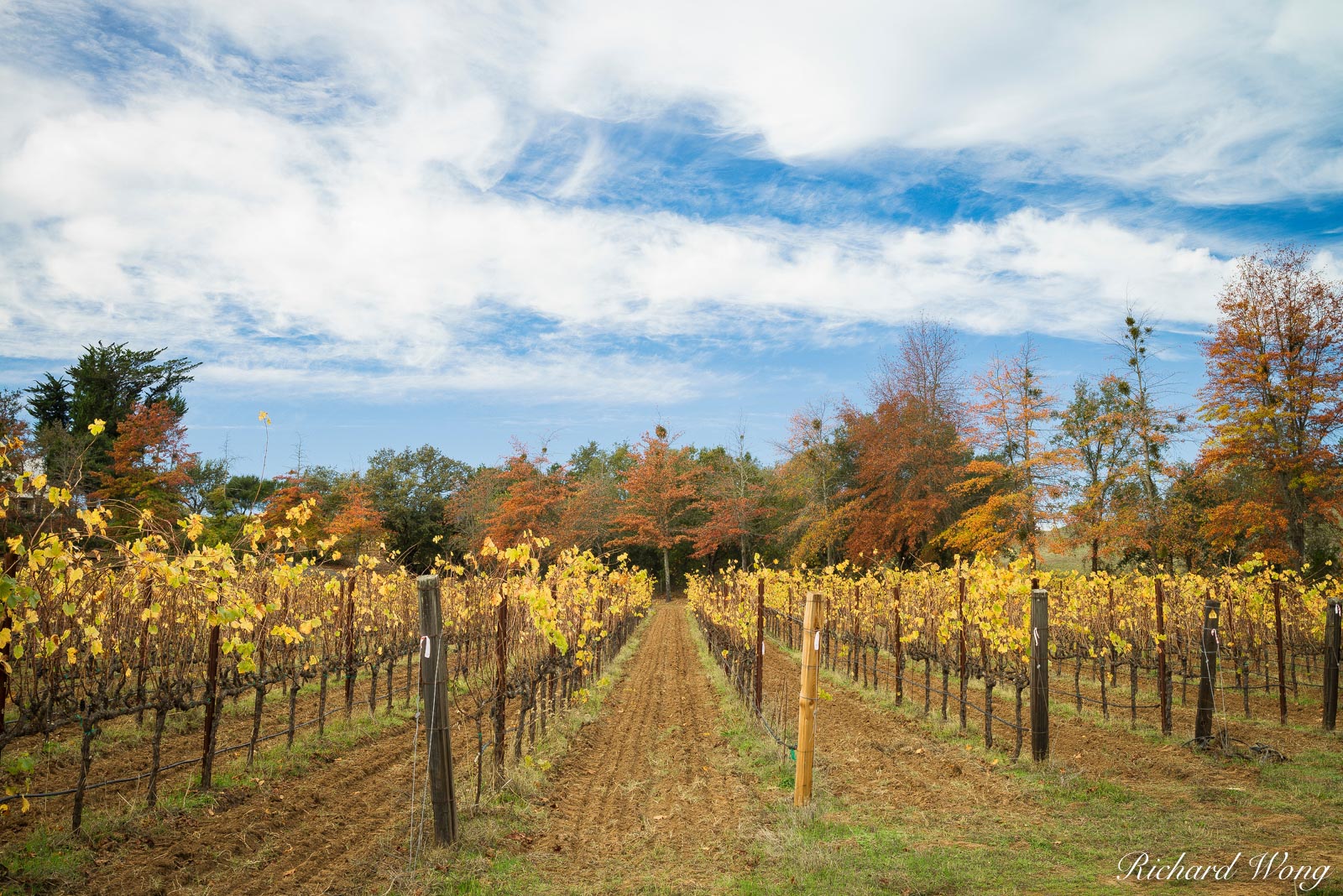 Russian River AVA Vineyard Fall Color, Sonoma County, California, photo