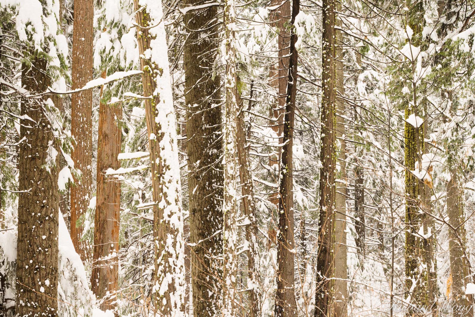 Giant Sequoia Forest Detail in Winter, Calaveras Big Trees State Park, California