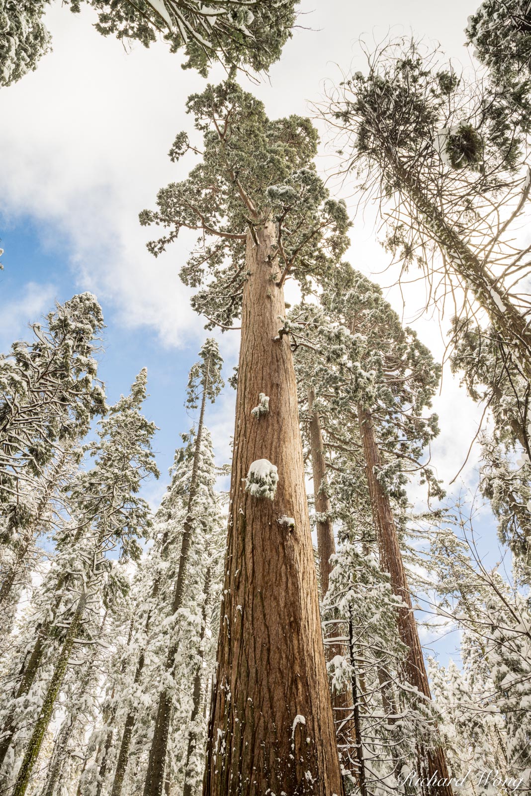 Giant Sequoia Trees After Winter Snowstorm, Calaveras Big Trees State Park, California