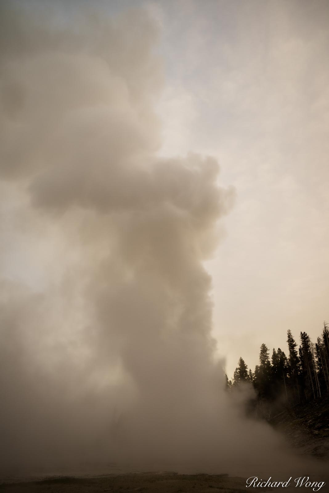 Grand Geyser Eruption at Sunrise, Yellowstone National Park, Wyoming