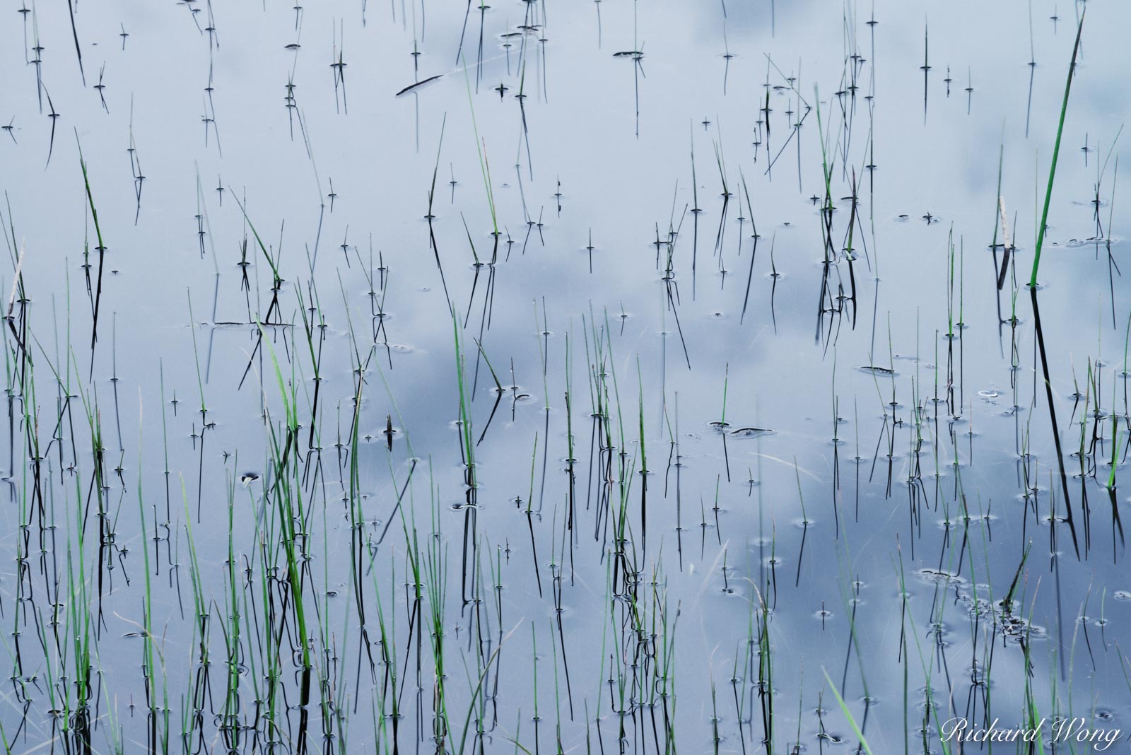 Grass in Pond / Madison River, Yellowstone National Park, Wyoming, photo