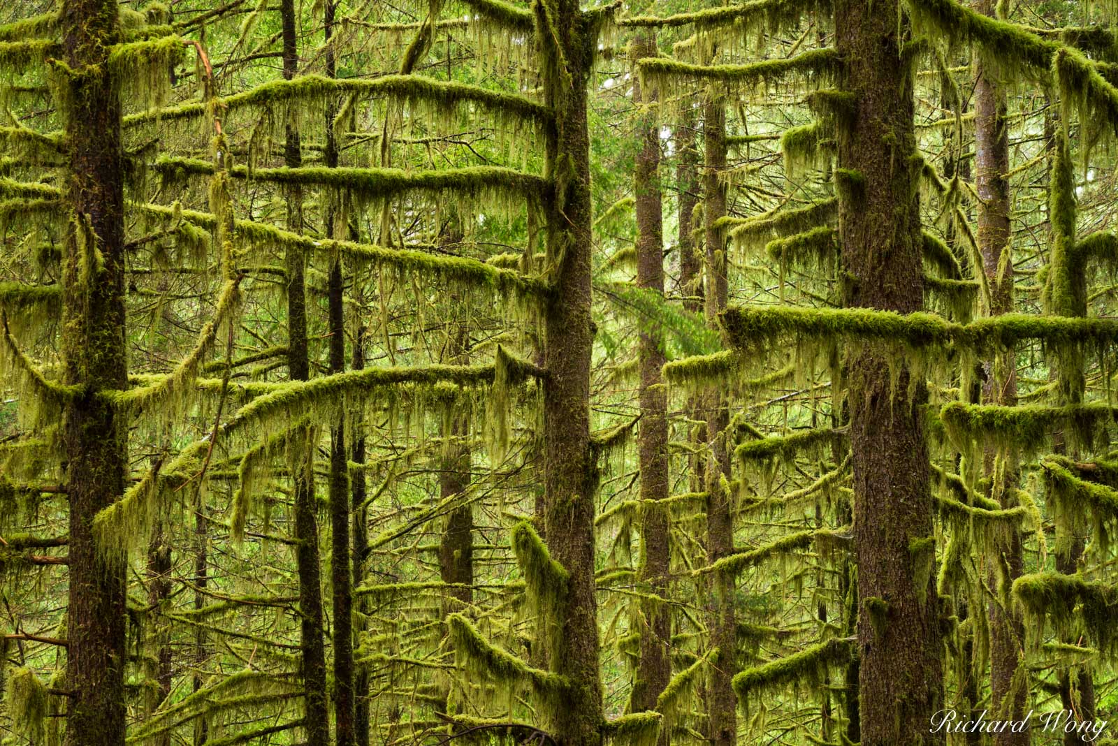 Temperate Rainforest / Sol Duc Valley, Olympic National Park, Washington, photo