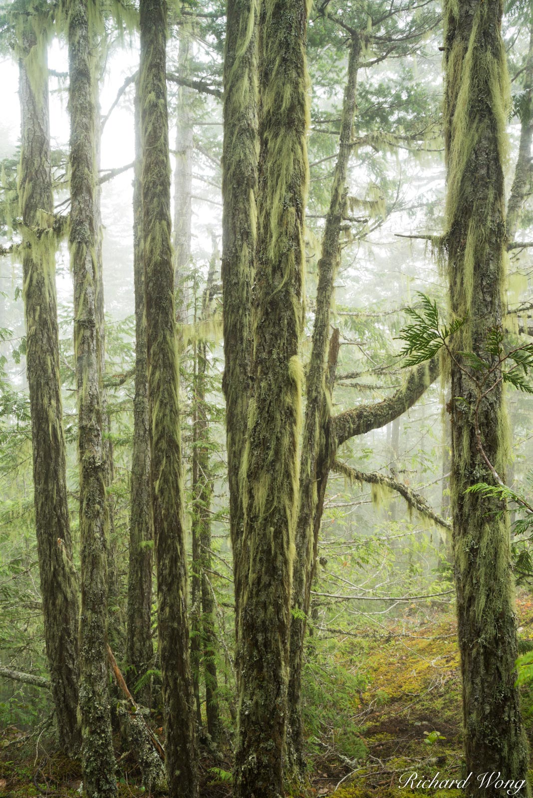 Temperate Rainforest, Morse Creek, Olympic National Park, Washington, photo