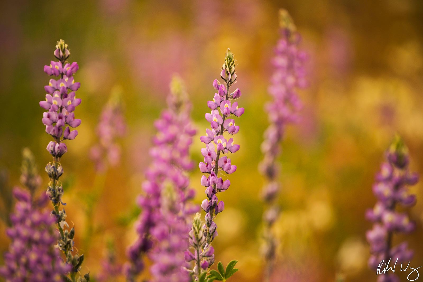 Lupine Bloom, Joshua Tree National Park, California