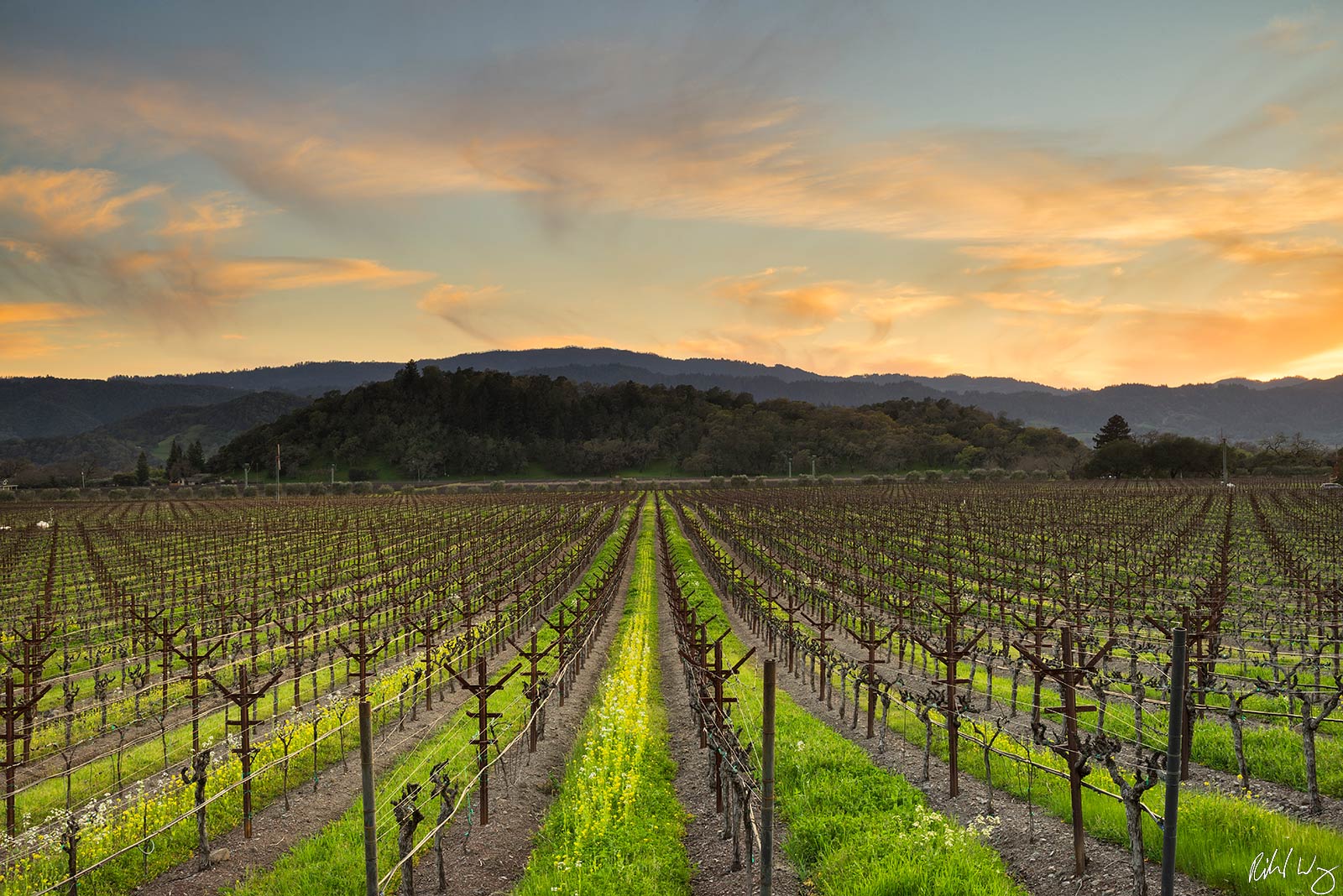 Yountville, California Vineyard Photo