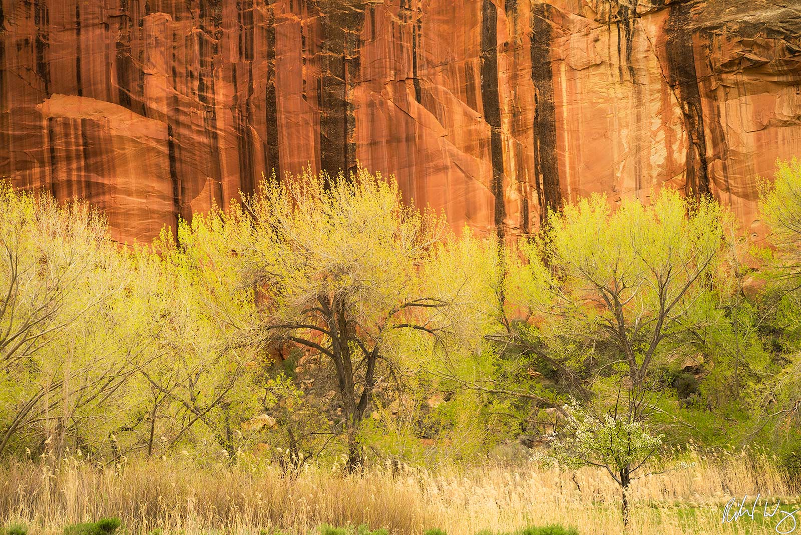 Cottonwood Trees & Sandstone, Capitol Reef National Park, Utah