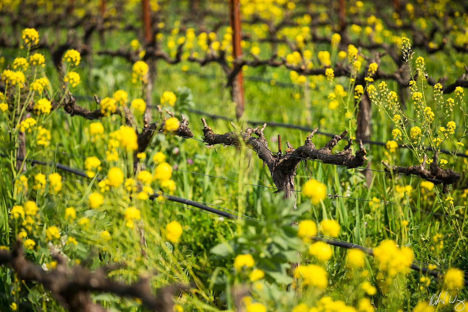 Oakville AVA Old Grapevines, Oakville, California, Photo