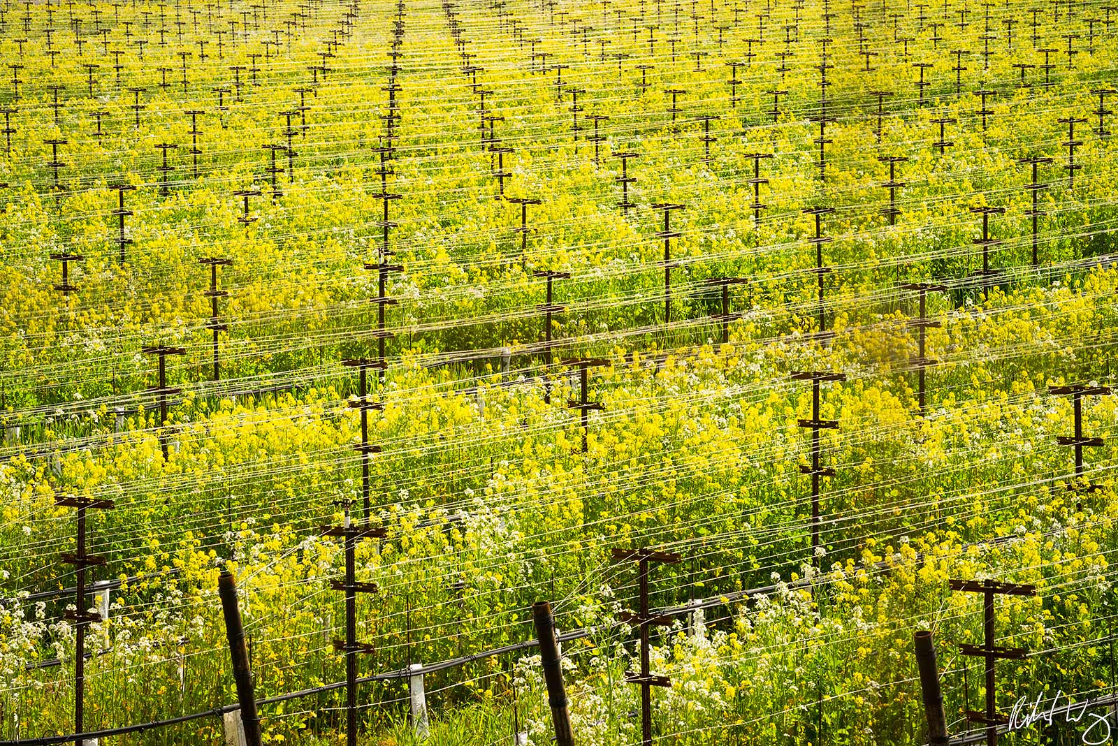 Winter Vineyard Mustard Bloom / Silverado Trail, Napa Valley, California, Photo