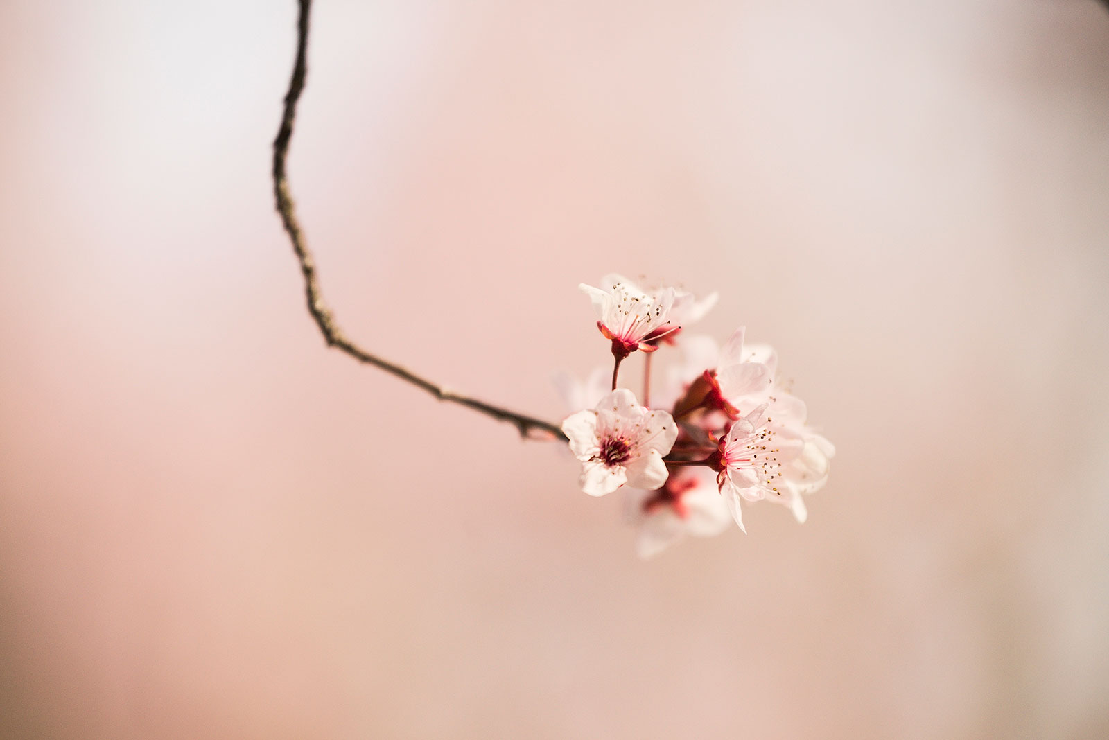 Cherry Blossom, Calistoga, California, Photo