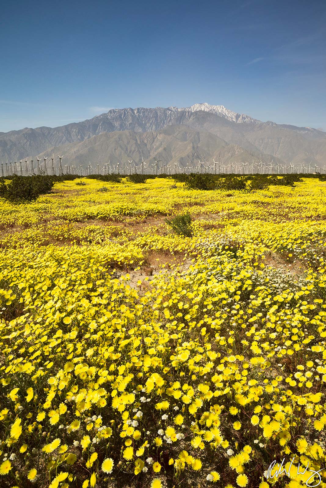 Spring Wildflowers and Wind Turbines Below Mount San Jacinto, Palm Springs, California