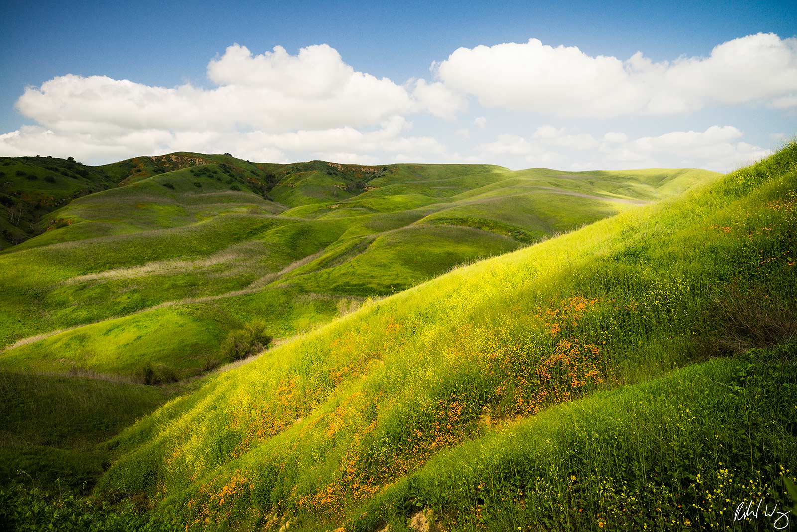 Spring Wildflowers, Chino Hills State Park, California