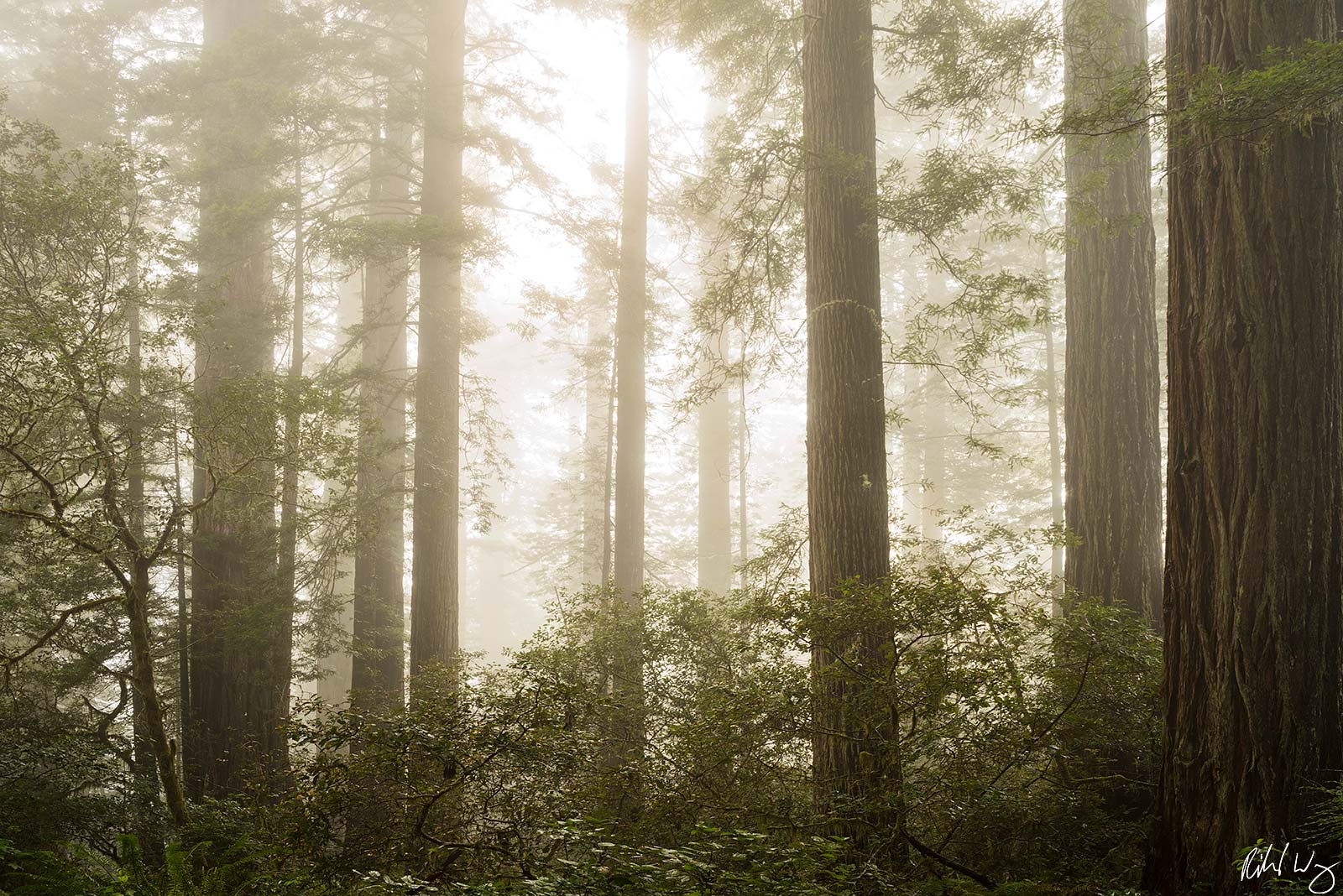 Lady Bird Johnson Grove Redwoods in Fog, Redwood National Park, California, Photo