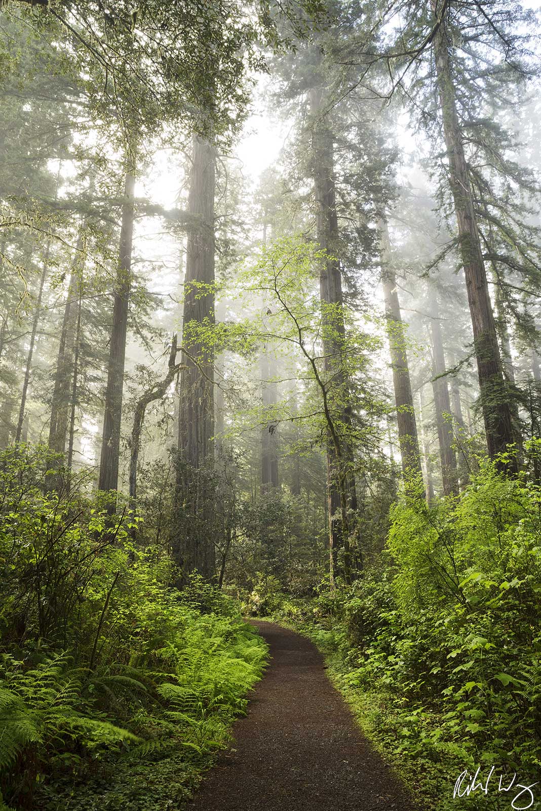 Lady Bird Johnson Grove Trail Morning Fog, Redwood National Park, California Photo