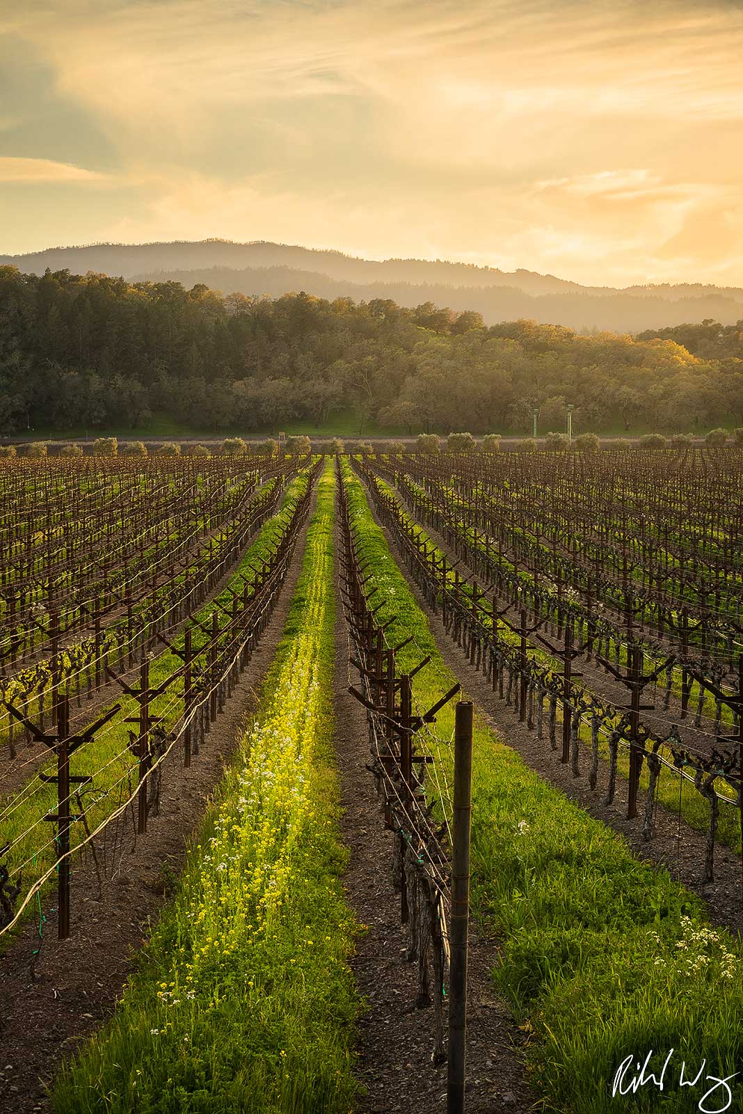 Yountville Vineyard Sunset, Napa Valley, California photo