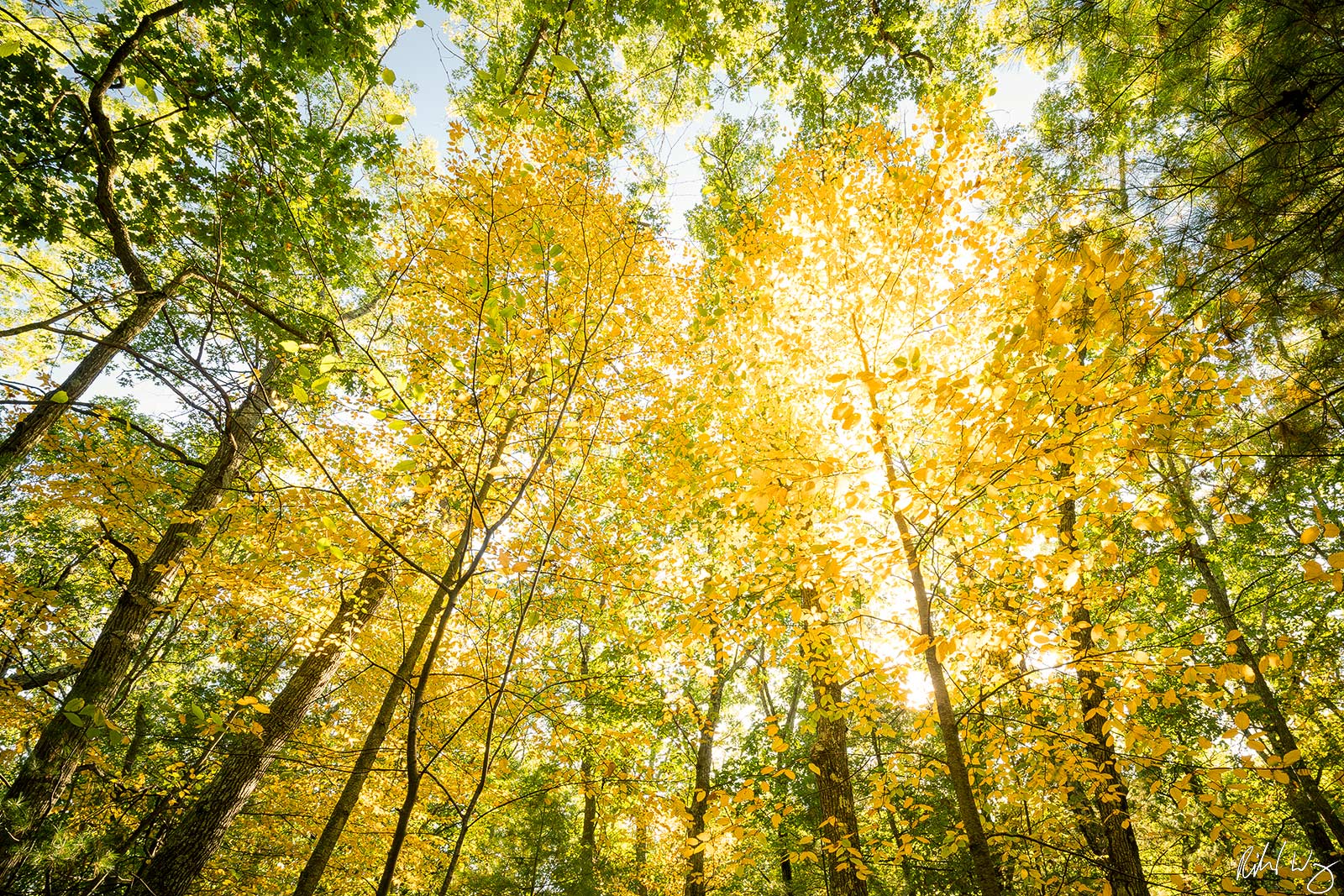 Fall Foliage In Forest / Walden Pond State Reservation, Concord, Massachusetts