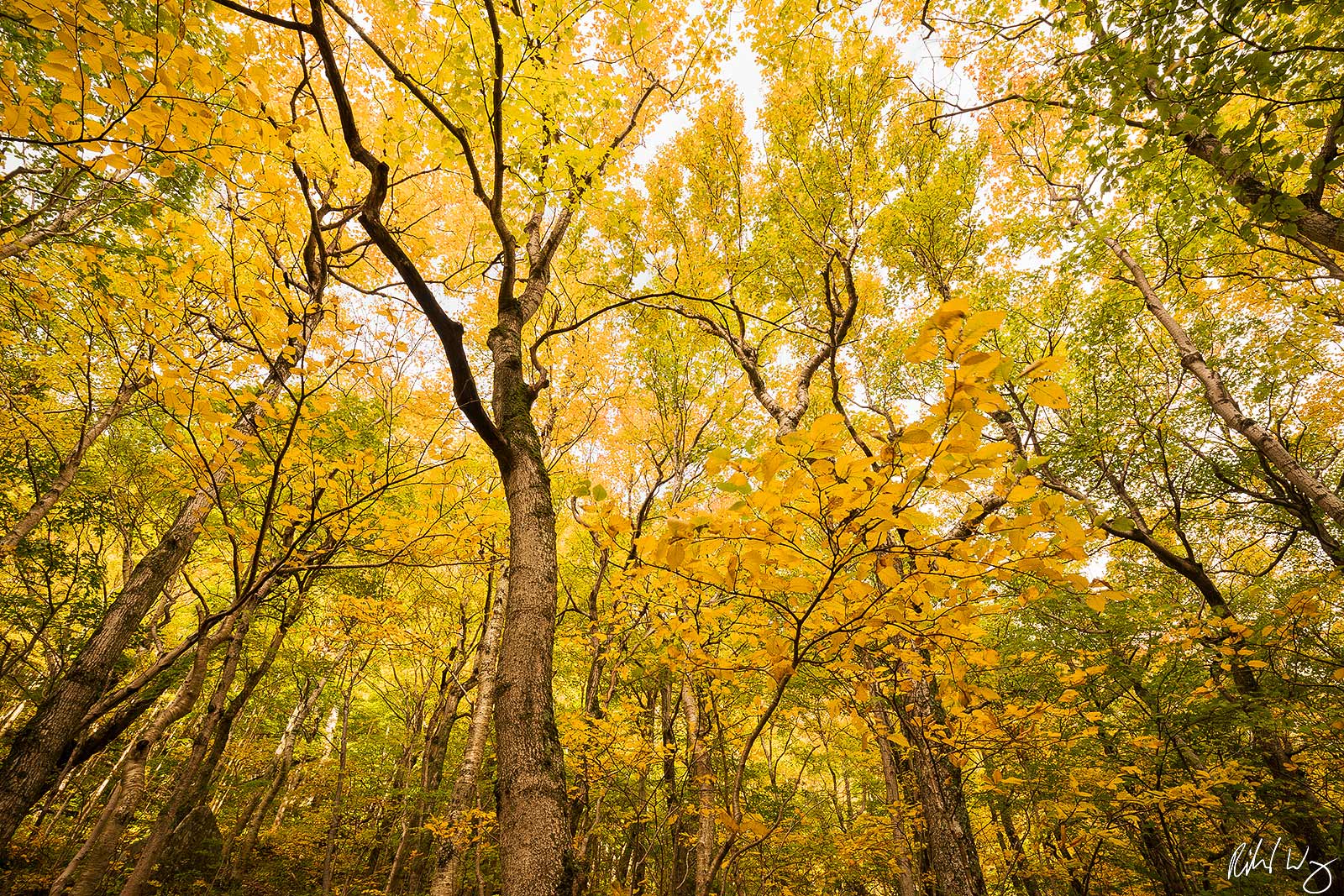 Fall Colors at Smugglers' Notch, Mount Mansfield State Forest, Vermont