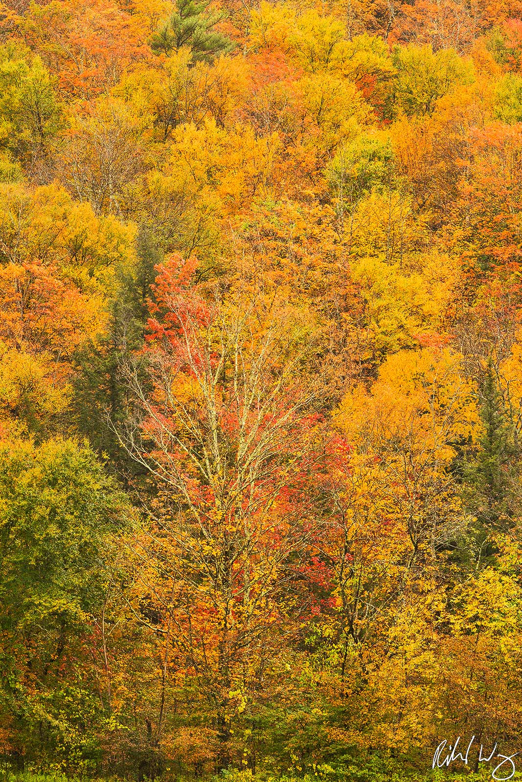 Fall Foliage on Hillside, Hancock, Vermont