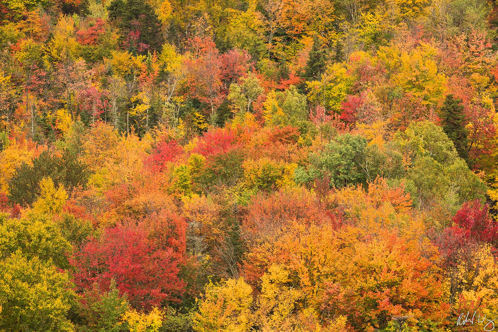 Fall Color Forest Tapestry, Franconia Notch State Park, New Hampshire