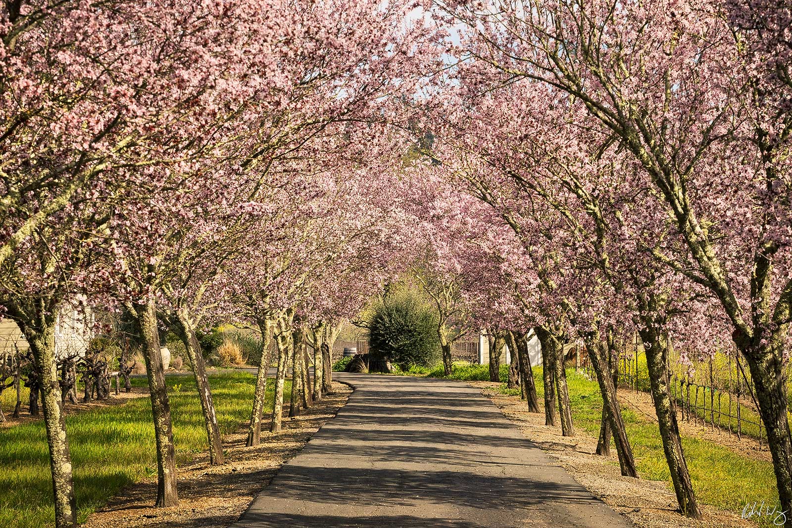 Cherry Tree Blossoms in Driveway, Calistoga, California, Photo