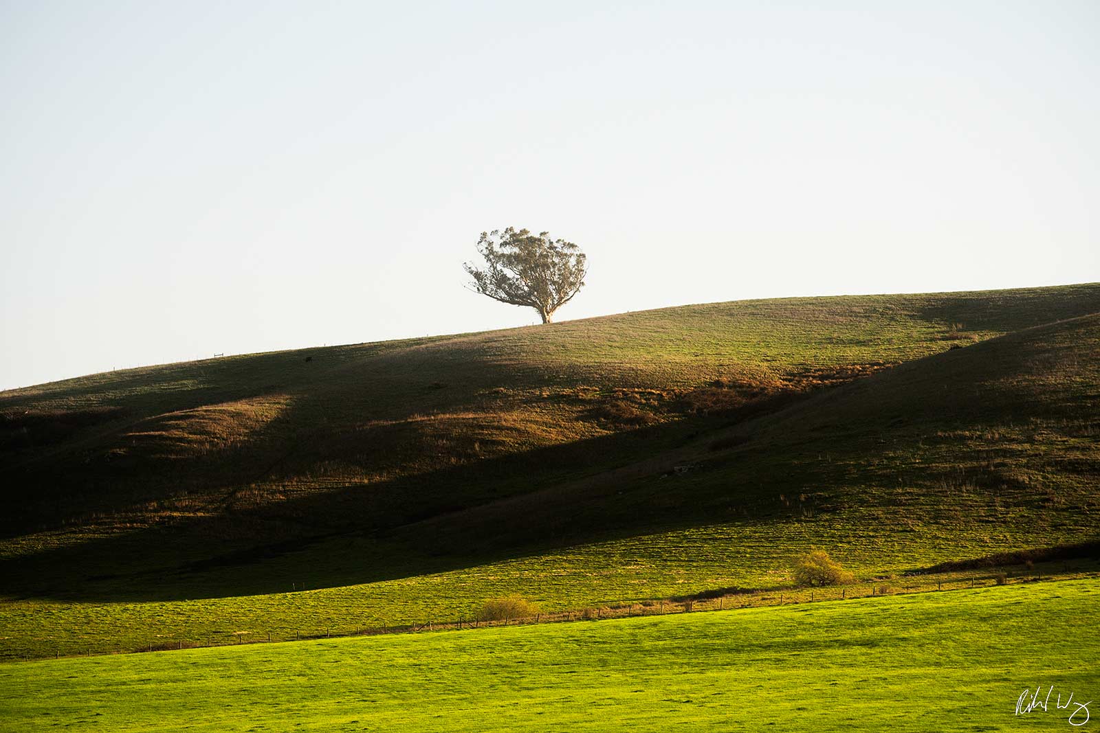 One Tree Hill Tree on Hill With Afternoon Sidelighting, Valley Ford, California, Photo