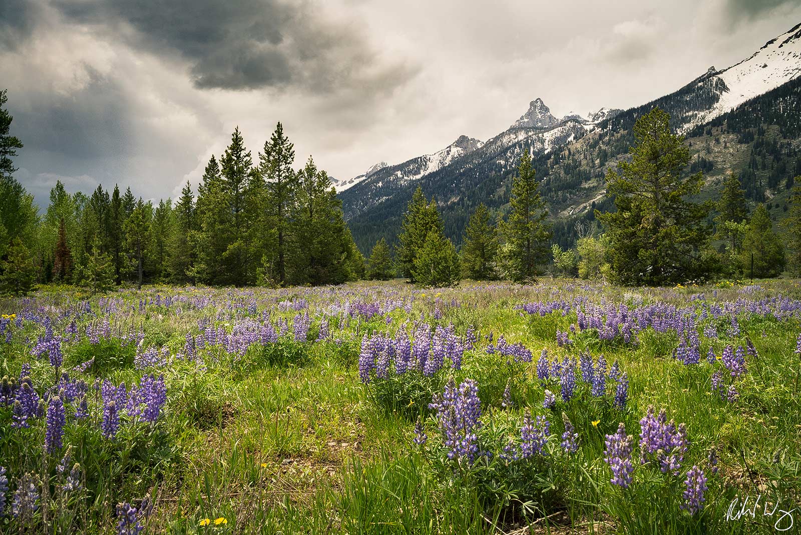 Lupine in Meadow, Grand Teton National Park, Wyoming My family and I were driving to a trailhead when I was stopped by this meadow...