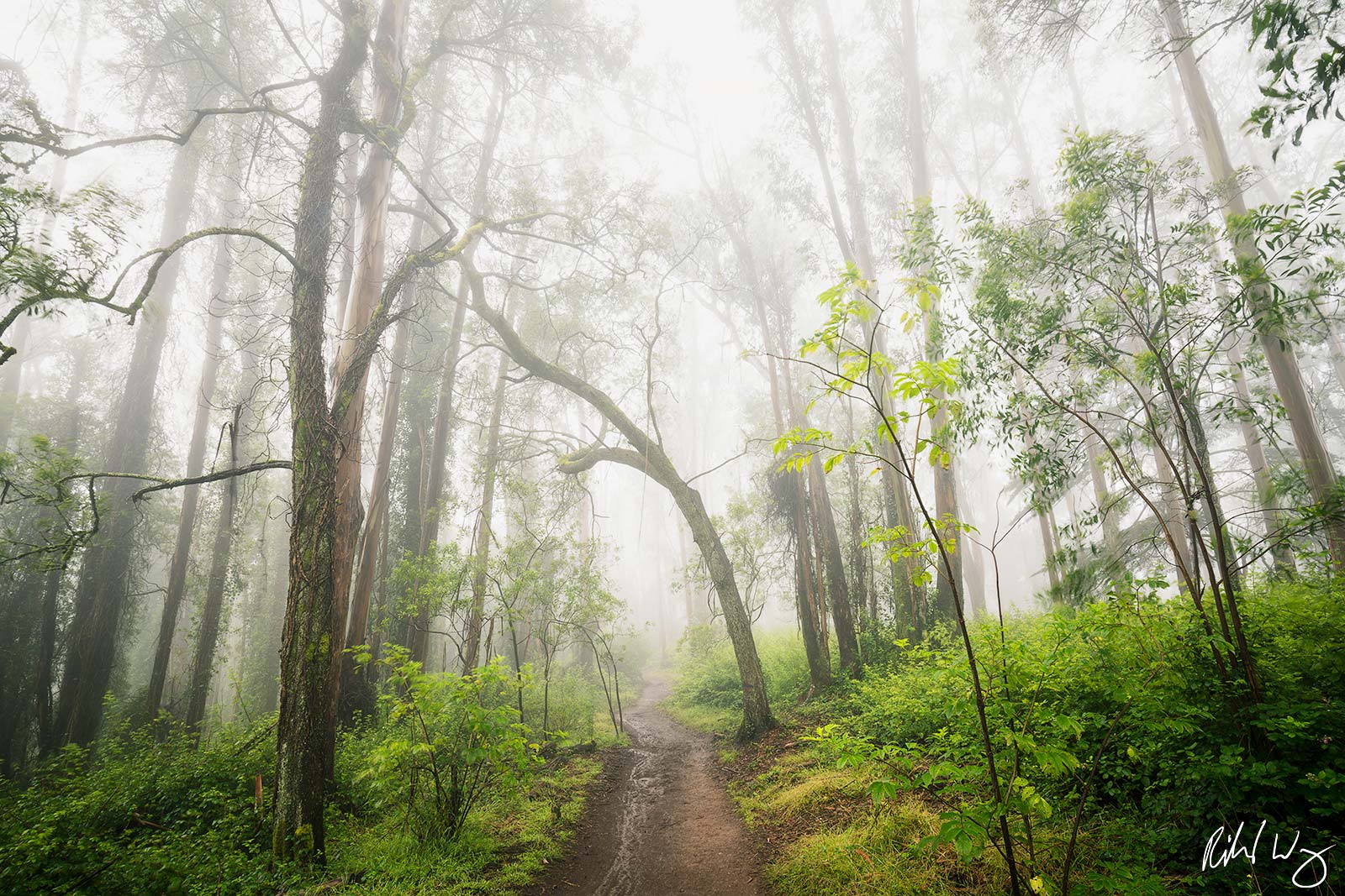 Hiking Trail Through Foggy Eucalyptus Forest, San Francisco, California