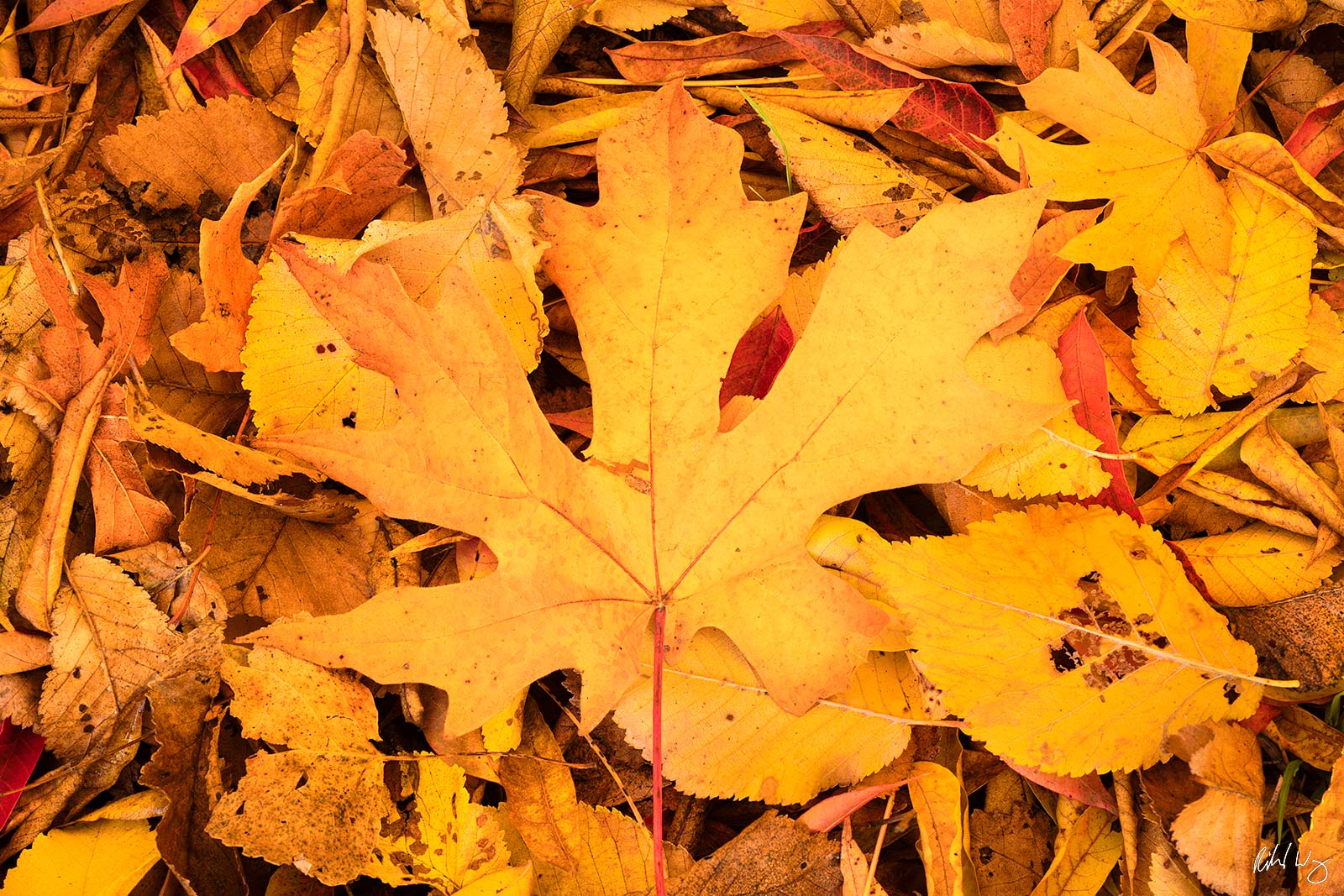 Autumn Leaves on the Ground, Redwood Regional Park, California, photo