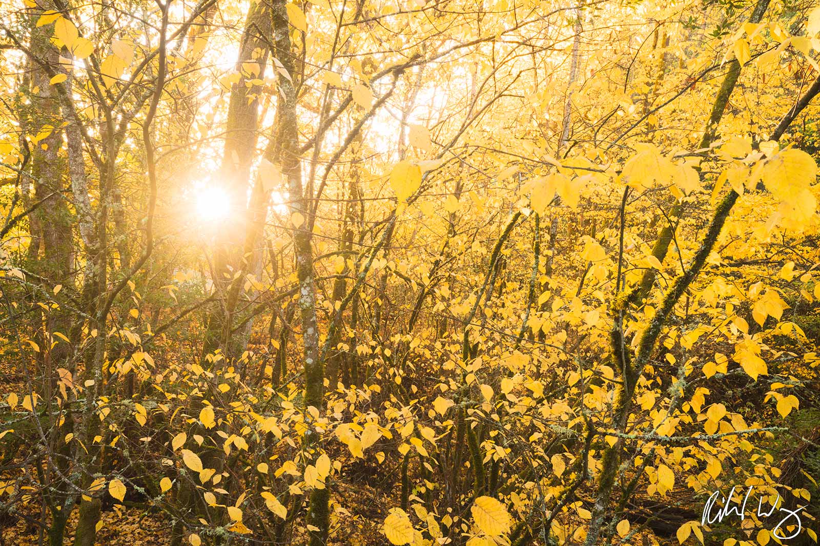 Late November Fall Color in Forest, Redwood Regional Park, California