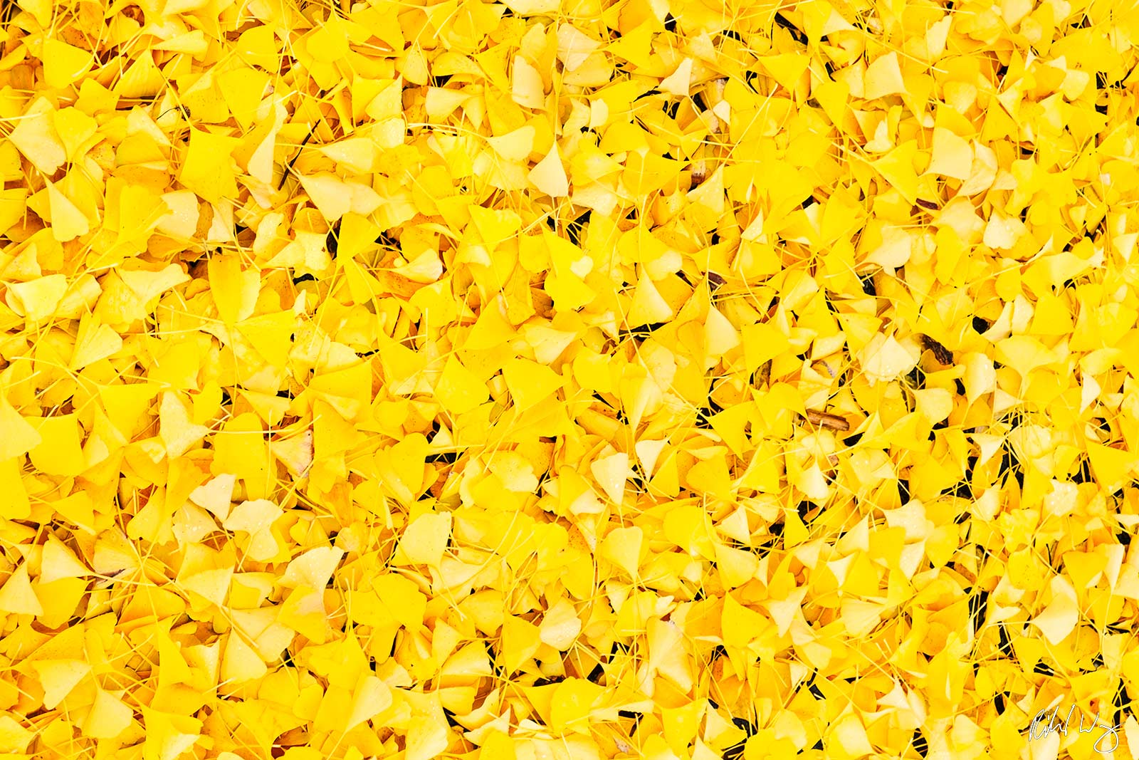 Ginkgo Biloba, Alameda, California, photo