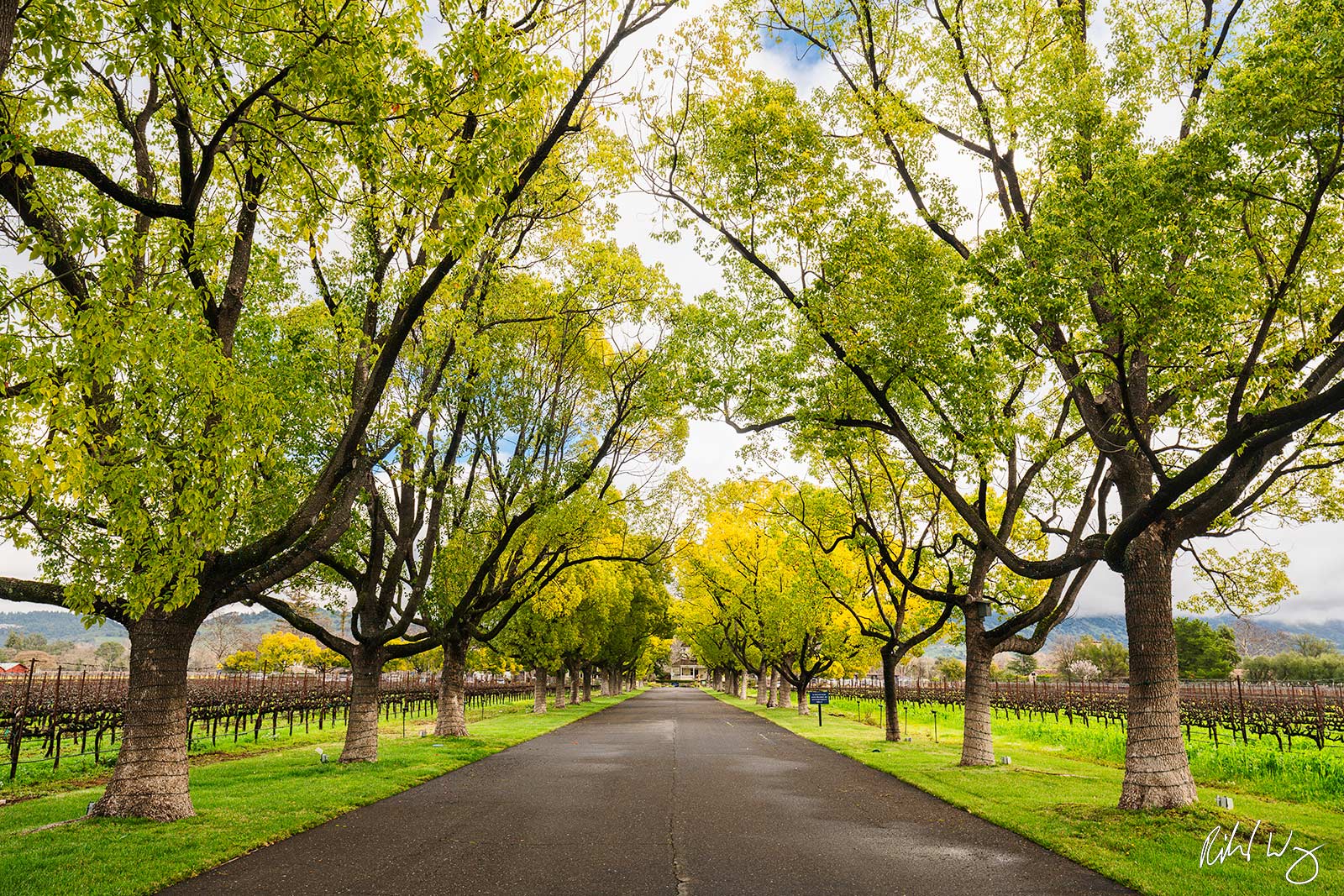 Tree Tunnel Driveway, Rutherford, California, photo