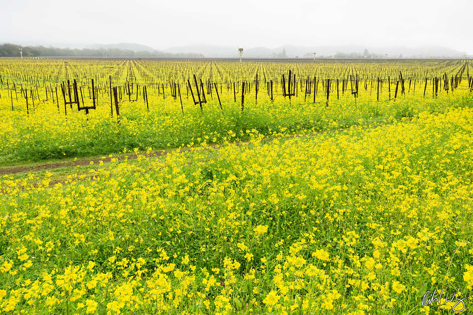 Mustard Flowers in Vineyard, Yountville, California, photo