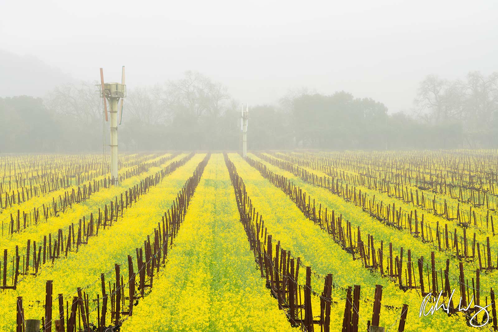 Winter Vineyard Mustard Bloom, Yountville, California, photo