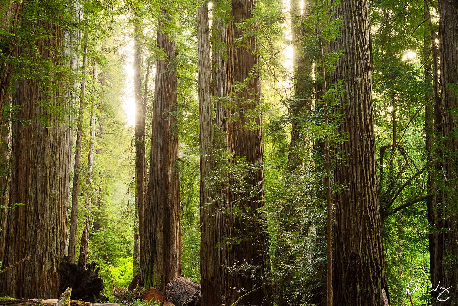 Old-Growth Redwood Forest, Jedediah Smith Redwoods State Park, California